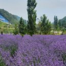 라벤더 이미지