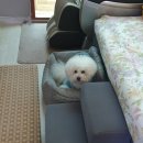 슈가 펫살롱 이미지