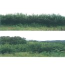 신월동043 이미지