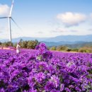 별과풍차 이미지