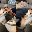 쓰담쓰담 이미지