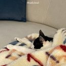 오션 캣 | 기호성 좋은 고양이 주식캔 찾는다면 퍼시캣 프리미엄!