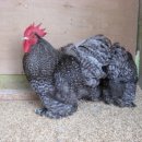 꼬꼬농장 이미지