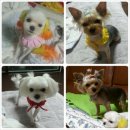 홍지연애견샵 이미지