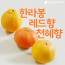 한라봉, 레드향, 천혜향의 특징과 차이점 이미지