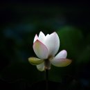 곰내추어탕 이미지