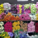 남대문대도집 이미지