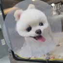 조아동물병원 이미지