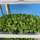 최고농약사 이미지