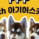 힐링 펫 카페 이미지