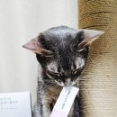 건식다움 이미지