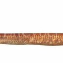 올바른장어 이미지