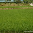 월문1리 이미지