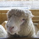 순 목장 이미지