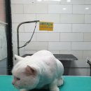 남지애견샵 이미지