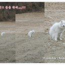 애완견 돌봄원 네이버블로그