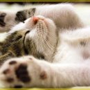 숲 동물의료센터 이미지