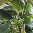 김태진농장 이미지