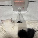 여우꼬리 떡볶이 | 방문집사의 하루 🐈