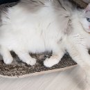 10월17일 마지막황제 푸이 (별책부록 : 동하 휴식) 이미지