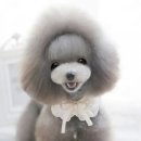 백설애견 이미지