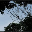 숲의 소리 이미지