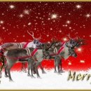 청 애견미용 이미지