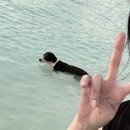 댕댕아 이리온 이미지