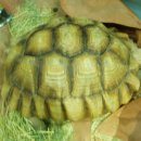 거북농장 이미지