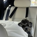 몽글 브라운 | [남양주] 몽글브라운 강아지 운동장 내돈내산 방문 후기