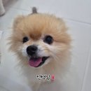 애견호텔 몽몽 이미지