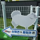 플레이도그 | 수원강아지수영장 도그플레이풀 내돈내산 찐 후기