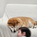 맘마독 | 강아지 다이어트사료 이즈칸 독 웨이트컨트롤 솔루션 강아지사료 4주 급여 솔직후기