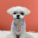 쁘띠애견
