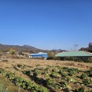 반계초등학교 | 원주 가볼만한곳 반계리 은행나무, 주차 팁은?