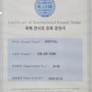 펫스티발 이미지
