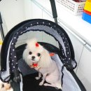 도리도리펫샵 이미지