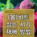 비트키우기 재배법 – 모종 심는시기 씨앗 파종시기 비트심기 심는법, 수확시기(캐는시기) 이미지