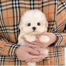 광주강아지분양 고양이분양 미유펫 본점 이미지