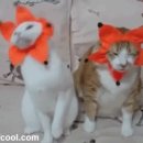 드림보트뮤직 이미지