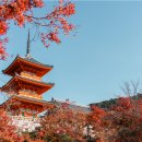 41190-01-07-231 | 2026년 9월 오사카·교토·나라 2박 3일 패키지｜하루 자유일정·USJ 선택·진에어