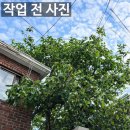 종로꽃조경 | [공지] 은평구 단독주택 화단 전지 작업 후기 | 감나무 가지치기부터 여름철 마당 정리 노하우까지