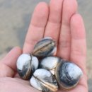 내내농수산 이미지