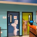 아마존 동물병원 | 미국 강아지 병원검진(처방전) 받고 온 후기_첫 검진 무료로 받을 수 있는 팁 (영수증 첨부)