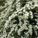 밥풀떼기 이미지