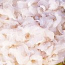 삼천포세꼬시 이미지