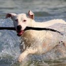 반려동물 토탈 케어 이미지