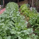 사니조아 이미지