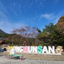양평 은행나무명소 용문산 용문사 방문후기 (동양 최대 1100년 산 은행나무 명소)