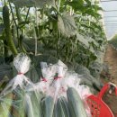 평동농업협동조합(마트) 이미지